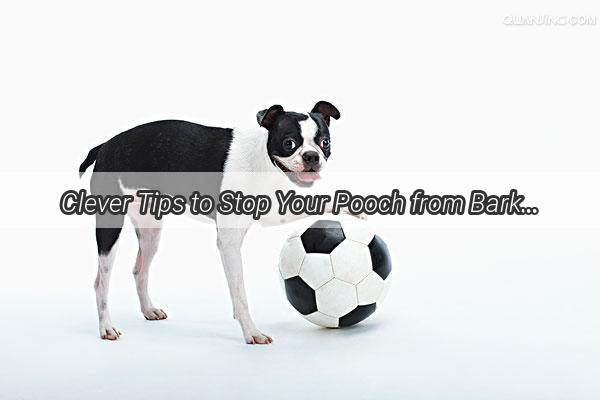 Clever Tips to Stop Your Pooch from Barking into the Bowl A Humorous Guide